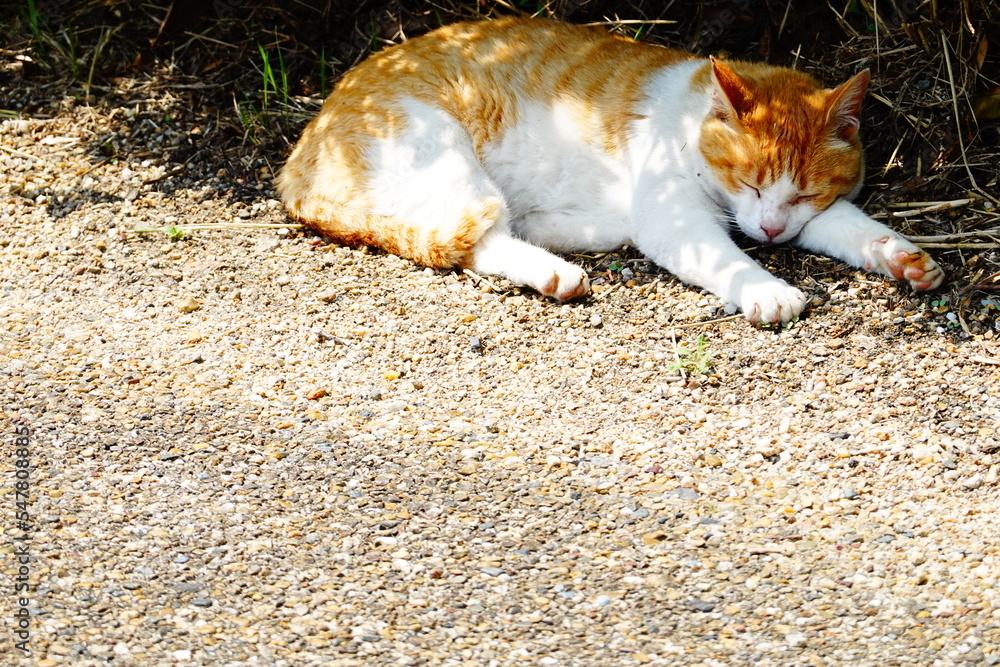 Fototapeta premium 日向ぼっこでまどろむ猫