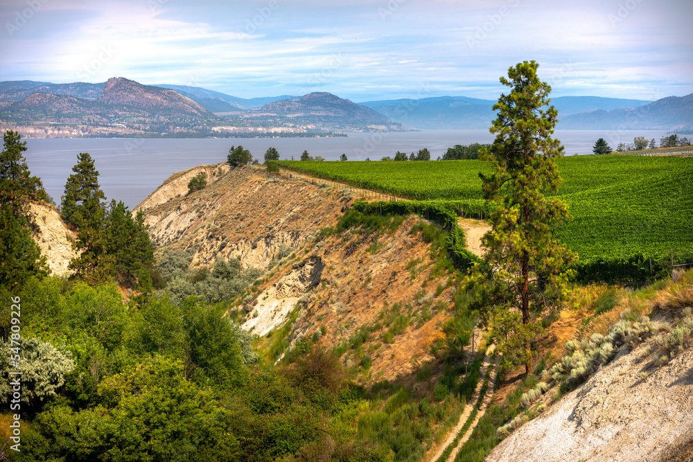 Penticton landscape view of lake and cliffs with vineyards. 