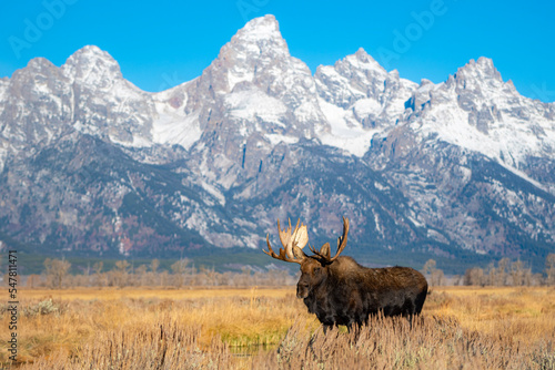 moose in the mountains