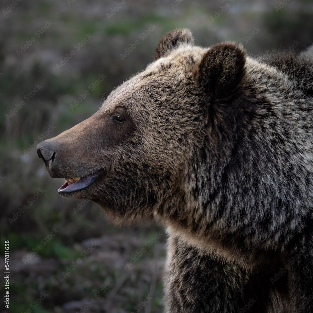 brown bear portrait