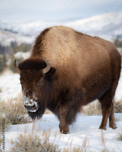 american bison