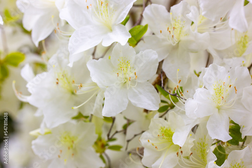 White azalea buds in full bloom. Rhododendrons blossoming in a spring botanical Japanese garden. Beautiful fragrant flowers on a shrub in summer day. Background of white petals. Floral wallpaper.