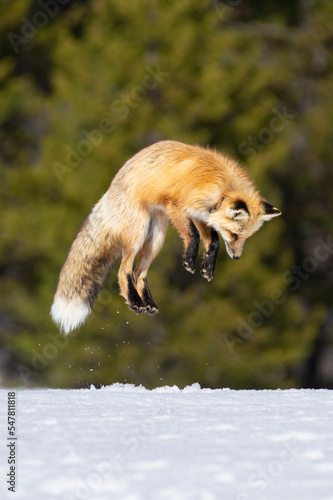 red fox jumping