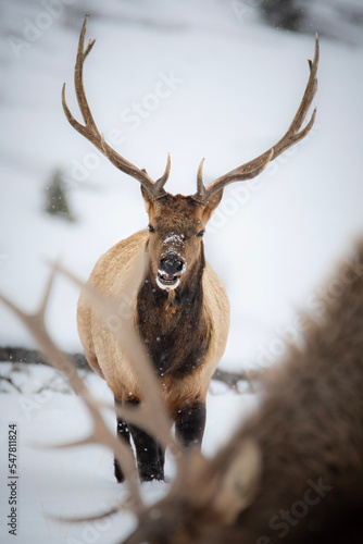 elk in winter