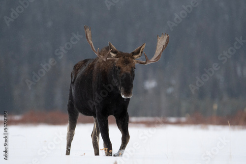 moose in winter