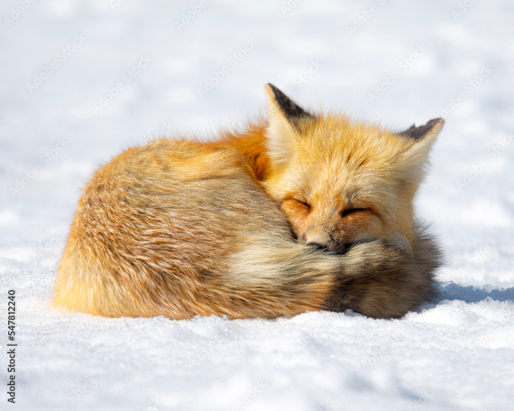 Fototapeta premium red fox vulpes sleeping
