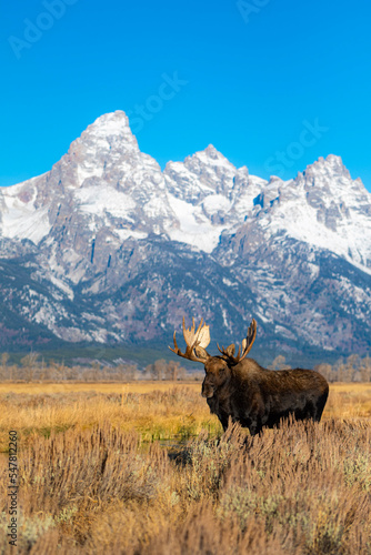 Bull moose in the mountains