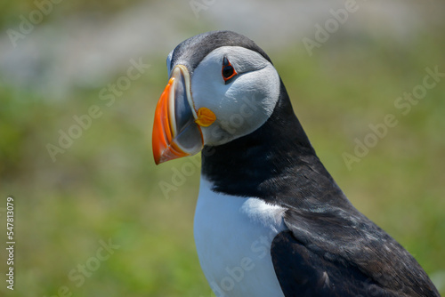A closeup of an Atlantic puffin with a black back, white belly, orange, white and black beak, and triangle shaped eyes. The short winged seabird is standing with its head turned slightly, eyes open.  © Dolores  Harvey
