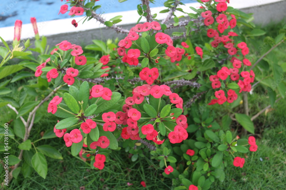 fotografía de una planta con flores rojas y espinas