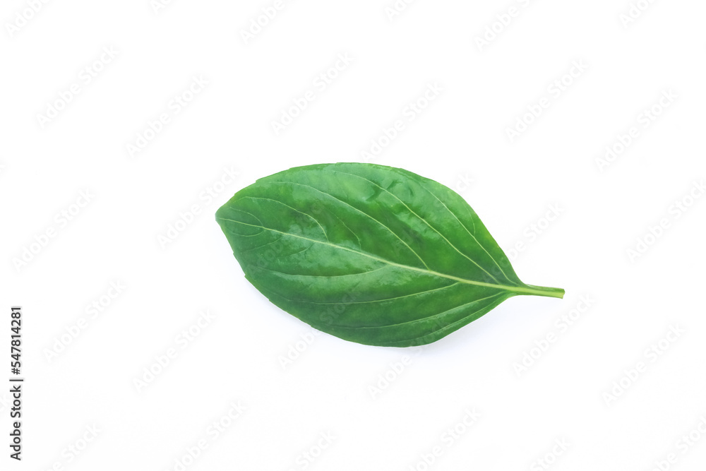 Fototapeta premium Single Green fresh basil leaf isolated on white background.