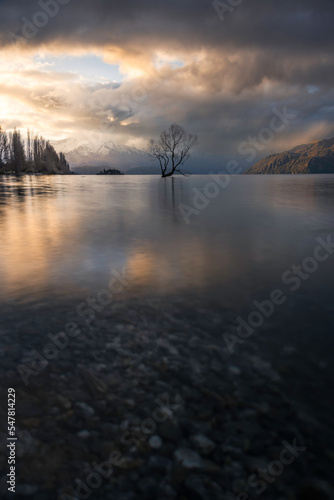 The famous That Wanaka Tree willow sticks out of the Wanaka Lake water at sunset with background weather catching the sunset light.