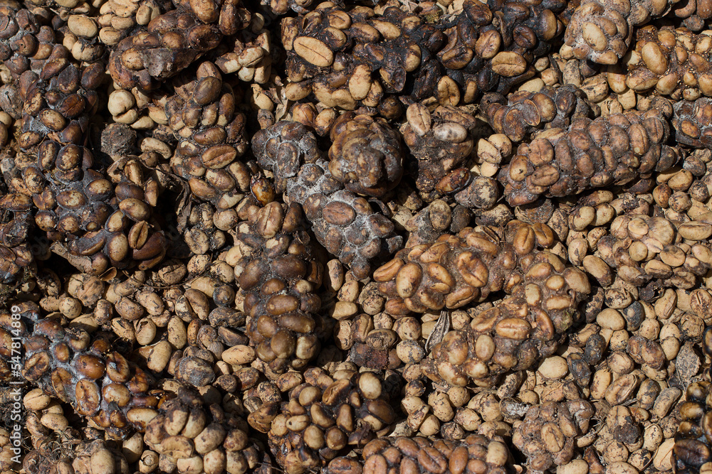 Obraz premium Civet Coffee beans or Kopi Luwak