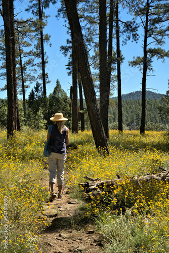 Lady wearing a straw hat on hiking trail surrounded by Yellow wild mountain flowers © ronm