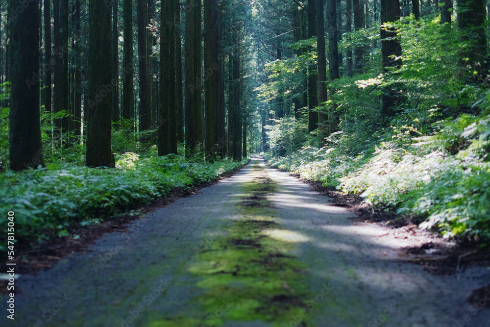 Fototapeta premium 杉林の中の道