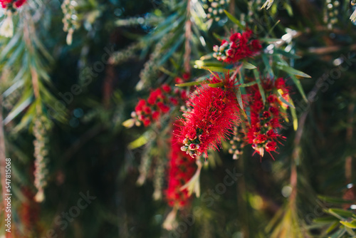 native Australian red bottlebrush callistemon plant outdoor shot at shallow depth of field
