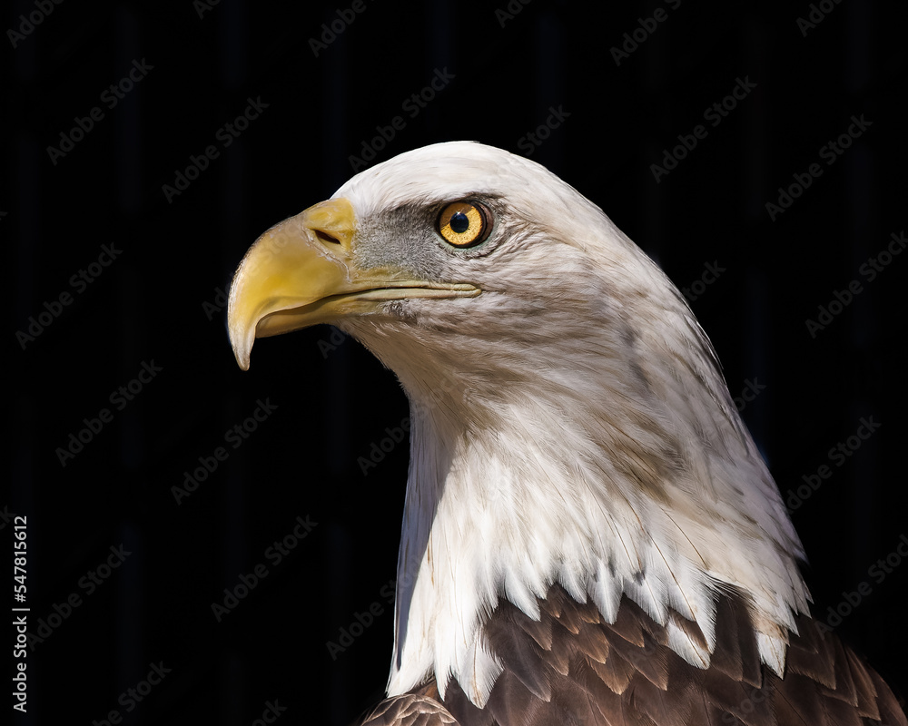 Obraz premium Bald Eagle Portrait with a Black Background