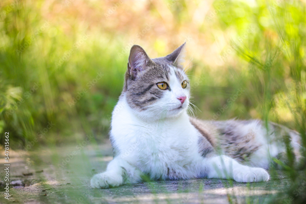 Tabby bicolor white gray cat relaxing outdoors on green grass in spring. Feline.