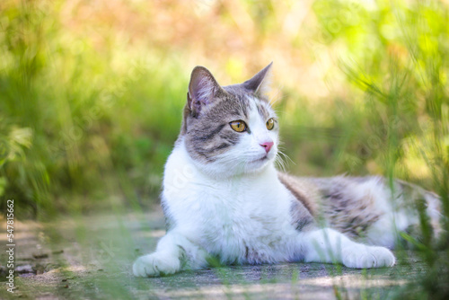 Tabby bicolor white gray cat relaxing outdoors on green grass in spring. Feline.