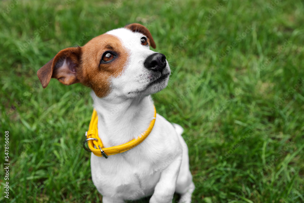 Beautiful Jack Russell Terrier in yellow dog collar outdoors. Space for text