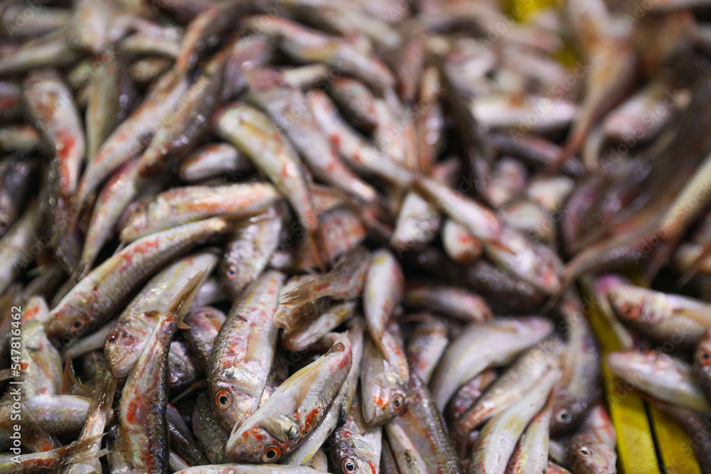 Many raw red mullet fish on blurred background, closeup Many raw red mullet fish on blurred background, closeup