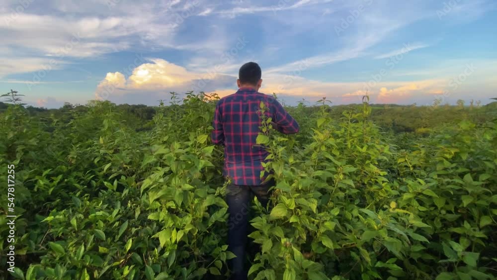 Young man walk in jungle bush over hilltop to explore nature view. Slow motion Young man walk in jungle bush over hilltop to explore nature view. Slow motion