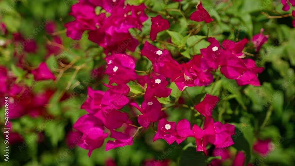 Beautiful flowers at San Jose Mission in San Antonio - travel photography Beautiful flowers at San Jose Mission in San Antonio - travel photography