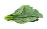 chinese broccoli on transparent png
