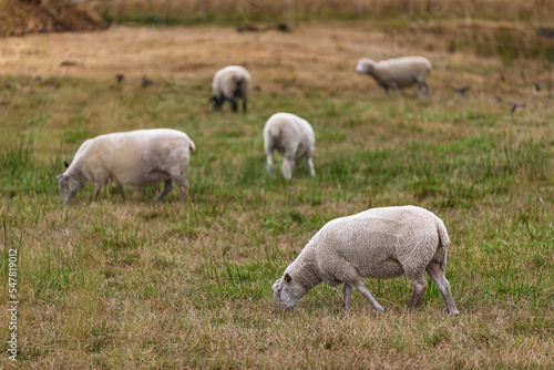 Herd of sheep on green pasture. A group of sheep on a pasture stand next to each other