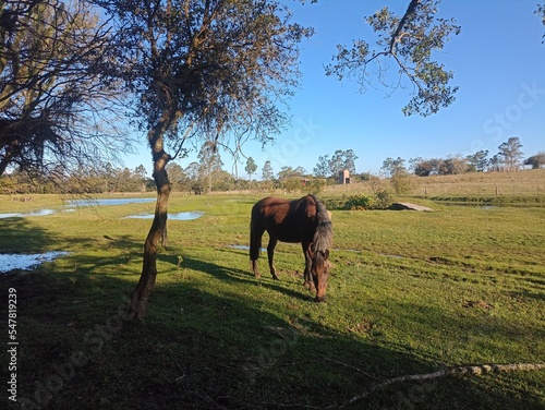 horse in the field