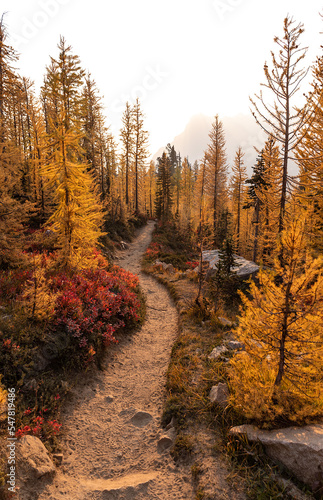 Path through colorful forest of golden larch trees, Cutthroat Pass, North Cascades National Park, Washington, USA. © Jara