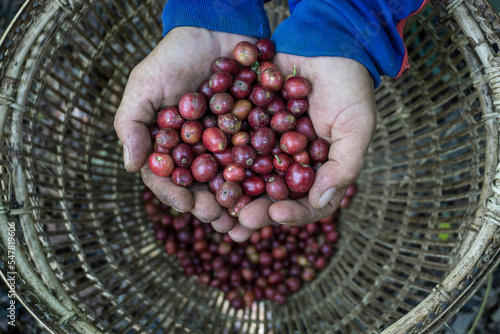 person picking coffee cherry