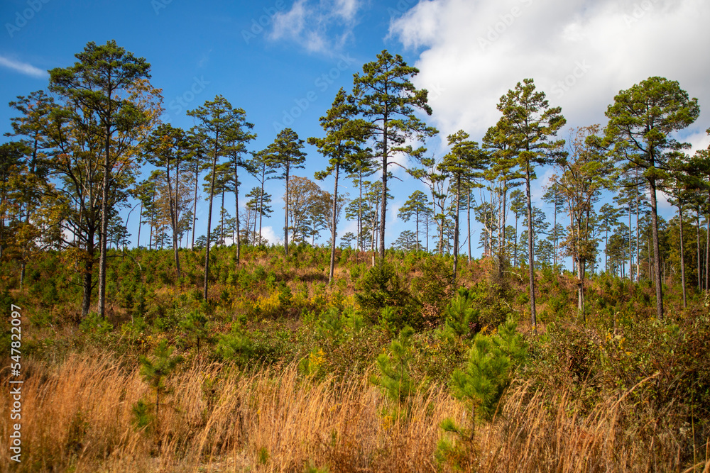 Little pine trees start to grow in a reforestation woodland area Little pine trees start to grow in a reforestation woodland area