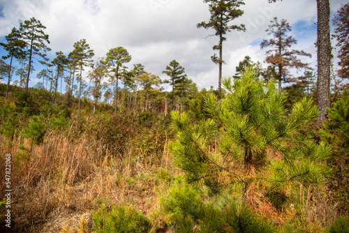 Little pine trees start to grow in a reforestation woodland area