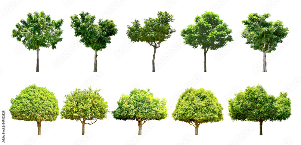 Fototapeta premium Collection Trees and bonsai green leaves, some with yellow flowers. total 10 trees. (png) 