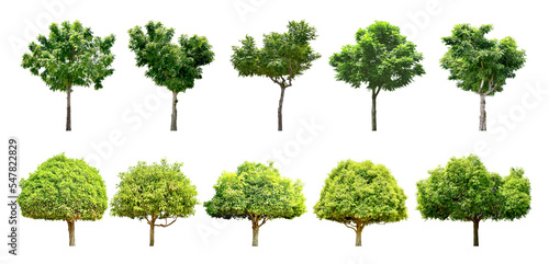 Collection Trees and bonsai green leaves, some with yellow flowers. total 10 trees. (png)	