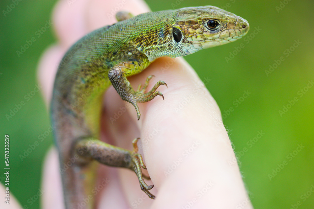 Obraz premium Green lizard in hand isolated, natural green background. Lacerta viridis reptile