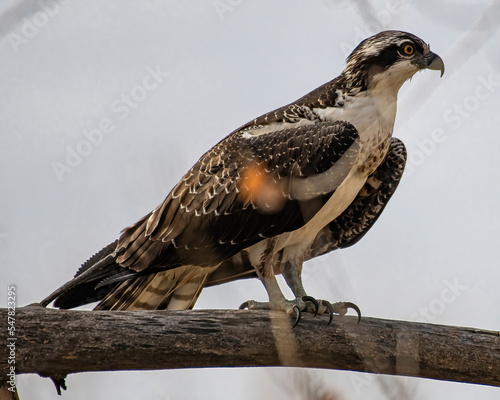 osprey on branch