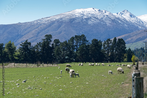 A dusting of spring snow covers the mountains near Wanaka as spring lambs graxe in the paddocks