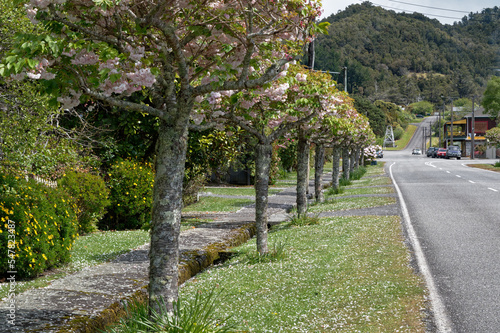 Formal planting of cheery trees down the Hight Street in Ross, South Island, New Zealand.