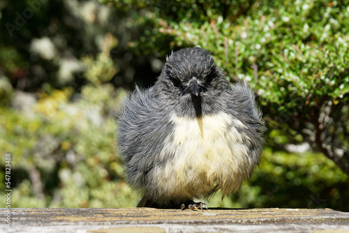 A New Zealand robin, one of Aotearoa's cute native birds photo