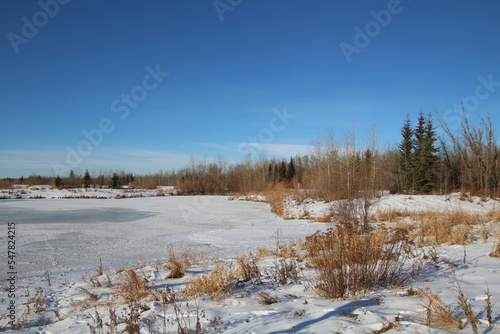 Wallpaper Mural winter landscape with trees Torontodigital.ca