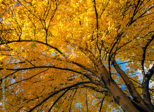 A birch tree has beautiful bright yellow leaves in autumn