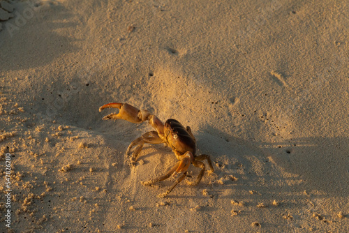 One Giant Crab on Beach at Dusk in Turks and Caicos  photo