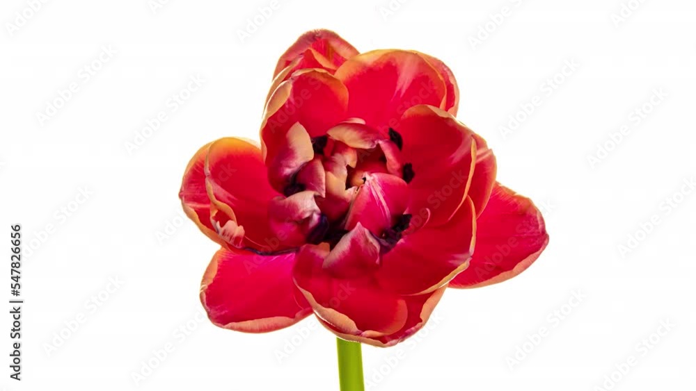 Timelapse of red tulip flower blooming on white background, Timelapse of red tulip flower blooming on white background,