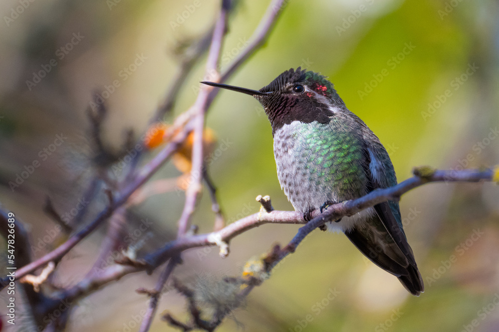 Naklejka premium hummingbird on a branch