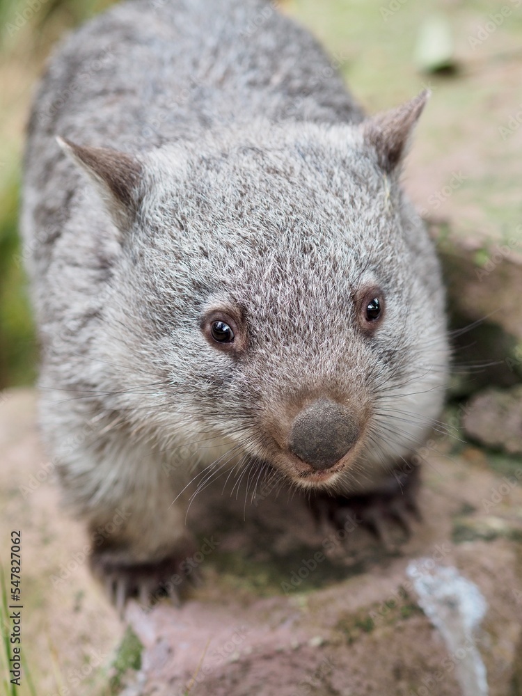 Fototapeta premium A closeup portrait of an enchanting precious young Common Wombat.