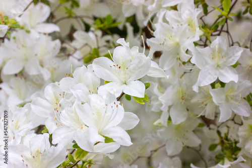 White azalea buds in full bloom. Rhododendrons blossoming in a spring botanical Japanese garden. Beautiful fragrant flowers on a shrub in summer day. Background of white petals. Floral wallpaper.