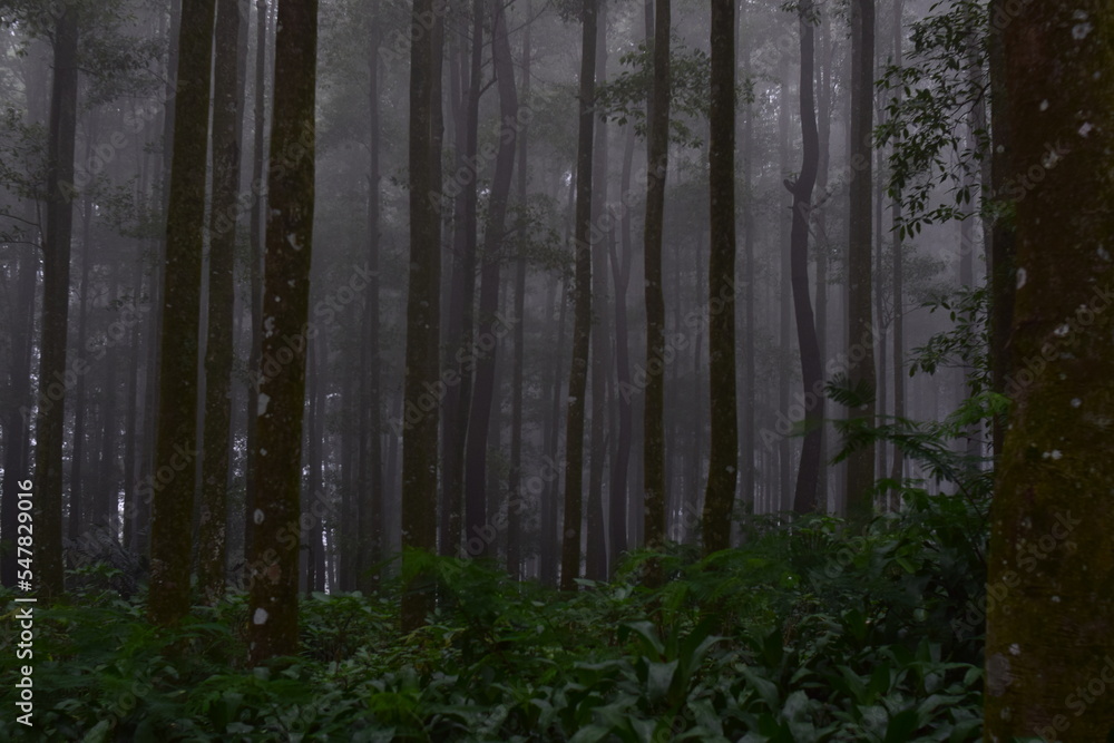 Fototapeta premium Pine forest in Gunung Gede Pangrango National Park