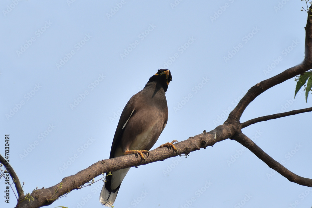 bird on a branch bird on a branch