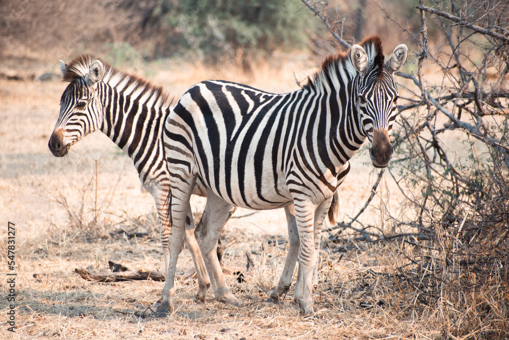 Two African zebras in the Boteti River region of Botswana Two African zebras in the Boteti River region of Botswana
